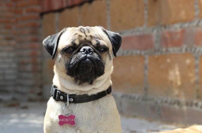 dog wearing tagged collar