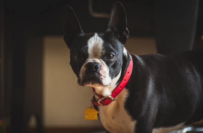 dog collar